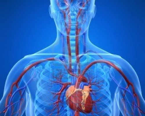 3226235-cardiovascular-system