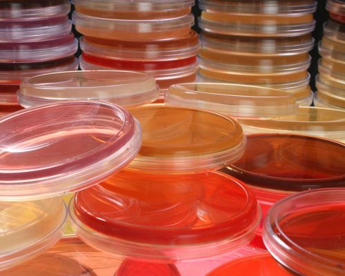 cell_culture_dishes-consulting